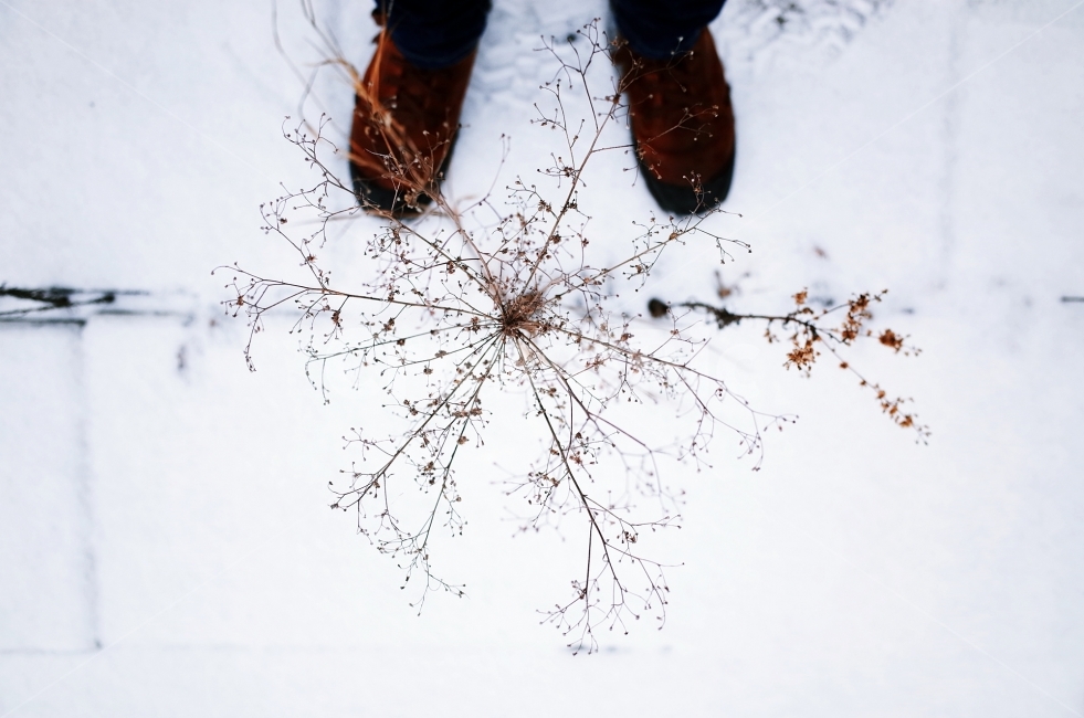겨울,잡초,시선,감성사진,스냅,눈설,설,생명,숨,겨울,계절,winter,season,식물,자연,plants,nature