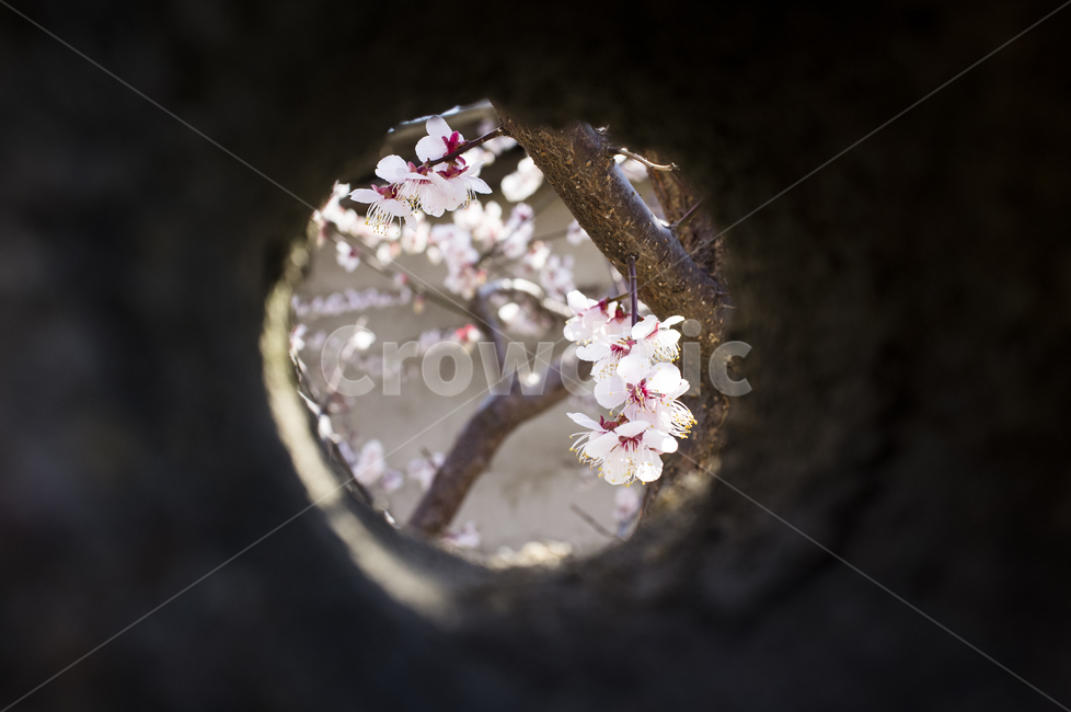 봄,벚꽃,자연,꽃,소경,봄,계절,spring,season