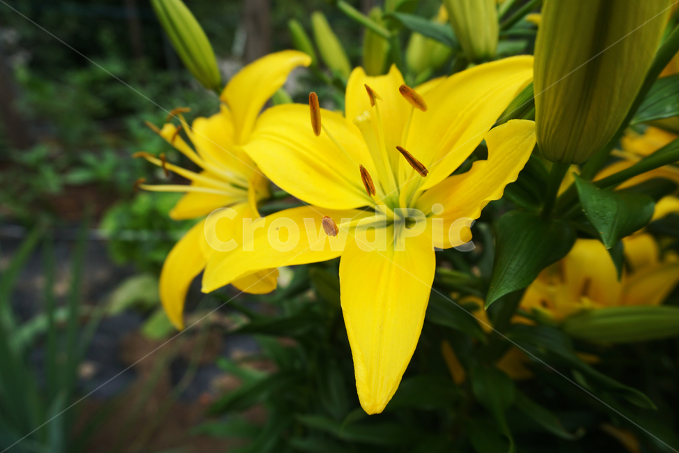 꽃,백합,나리,여름,노랑,자연,lily,flower,yellow,nature,접사,초록,green,bloom,summer
