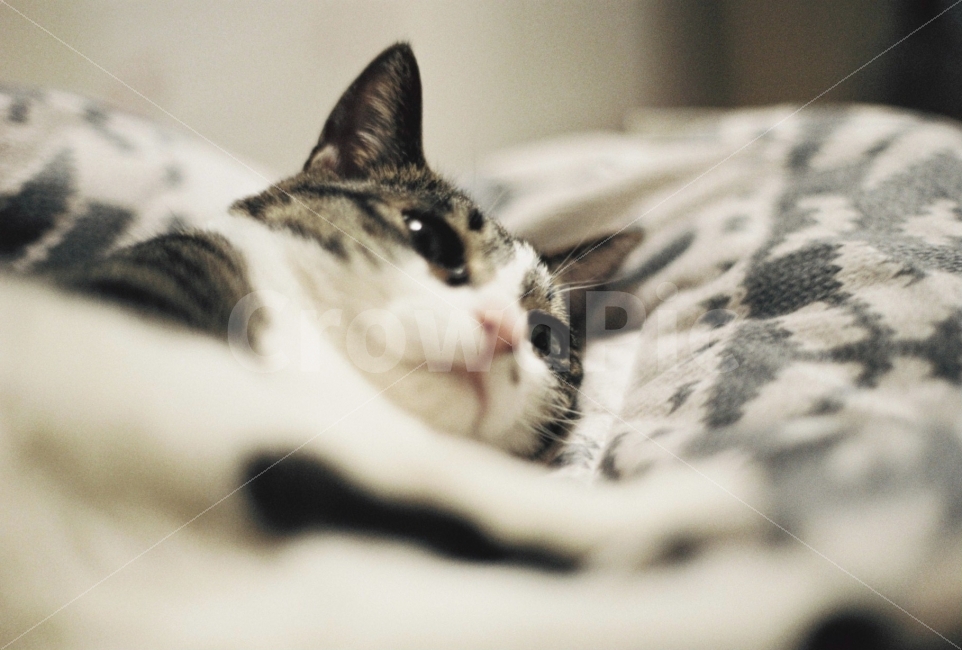 고양이,아련,졸림,필카,이불,cat,animal,코숏,동물,animal,포유류,mammal,고양이,cat,kitten,kitty,감성,sensible,feeling