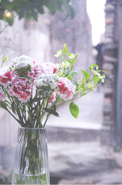 꽃,꽃병,수채화,느낌,감성사진,창가,카페,cafe,꽃,flower,실내용화초,화분,화초,house plant,감성,sensible,feeling