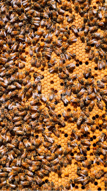 꿀,양봉,로얄젤리,프로폴리스,여왕벌,일벌,honeybee,벌통,bee,insect,곤충,꿀벌,무척추동물,invertebrate