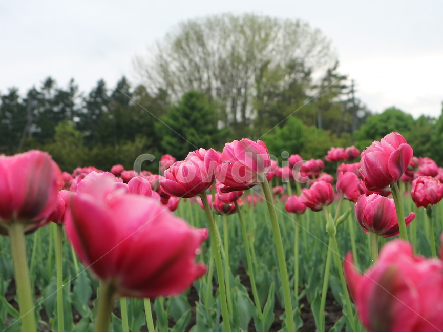 꽃,자연,비,나무,빨강,식물,자연,plants,nature,꽃,flower