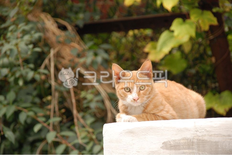 고양이,길고양이,길냥이,한마리,골목길,cat,동물,animal,포유류,mammal,고양이,cat,kitten,kitty