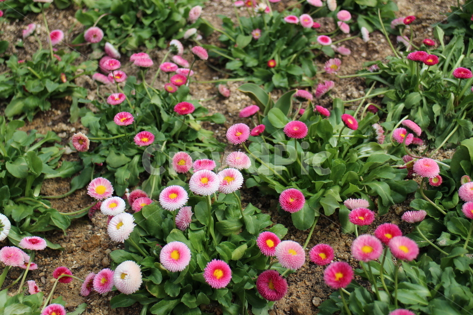 분홍꽃,이쁜꽃,꽃,많은꽃,봄,식물,자연,plants,nature,꽃,flower