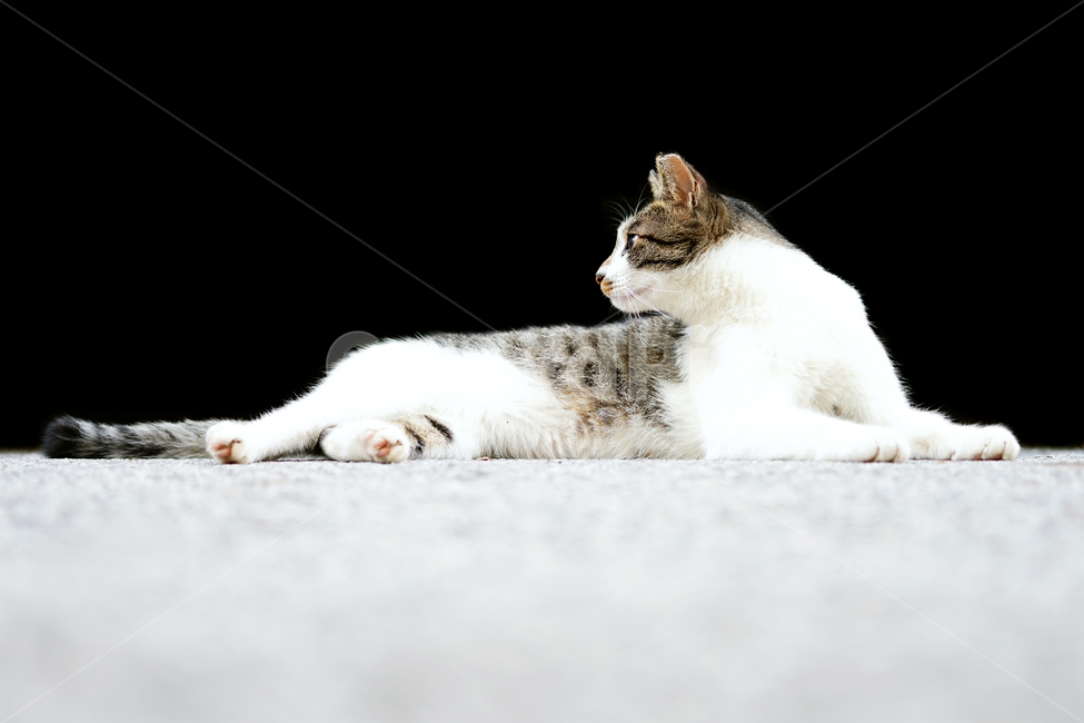 고양이,길냥이,집중,구경,응시,침착함,차분함,정숙함,조용함,진지함,신중함,길고양이,야옹이,냐옹이,유기묘,반려묘,애완동물,반려동물,야생동물,떠돌이,캣,펫,동물,animal,포유류,mammal,고양이,cat,kitten,kitty