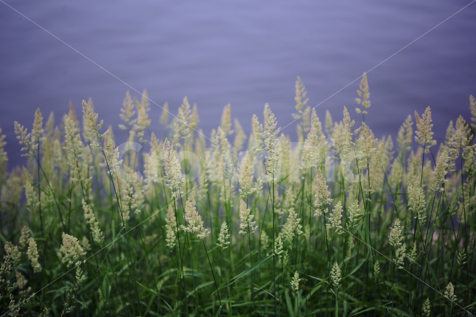 식물,자연,풍경,한강,꽃,식물,자연,plants,nature,꽃,flower,감성,sensible,feeling