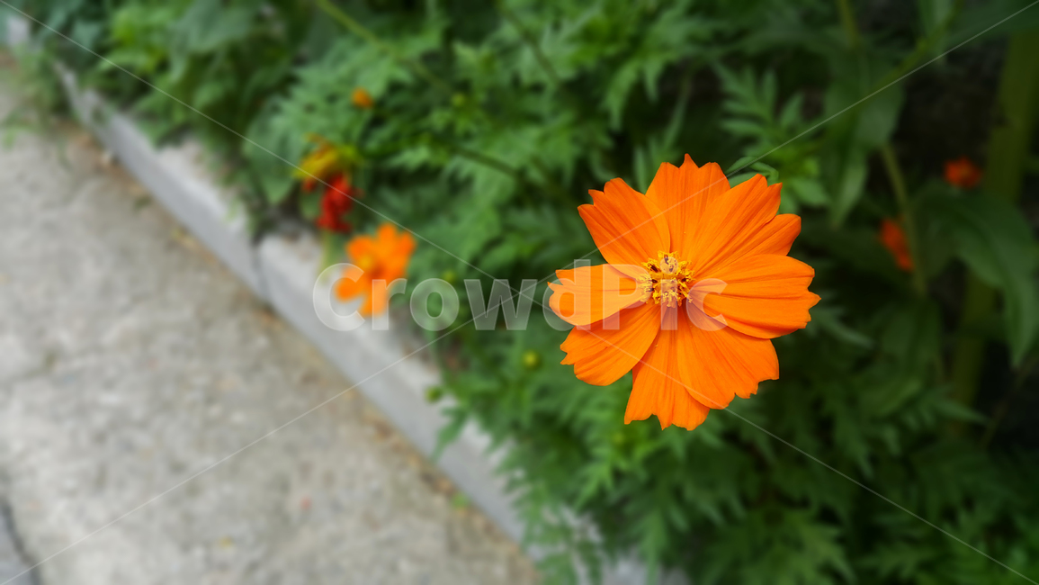 꽃,야생화,화단,컬러,flowers