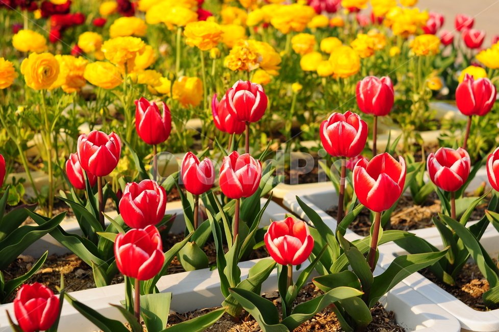 튤립,꽃,봄꽃,봄,튤립꽃,화단,식물,자연,plants,nature,꽃,flower