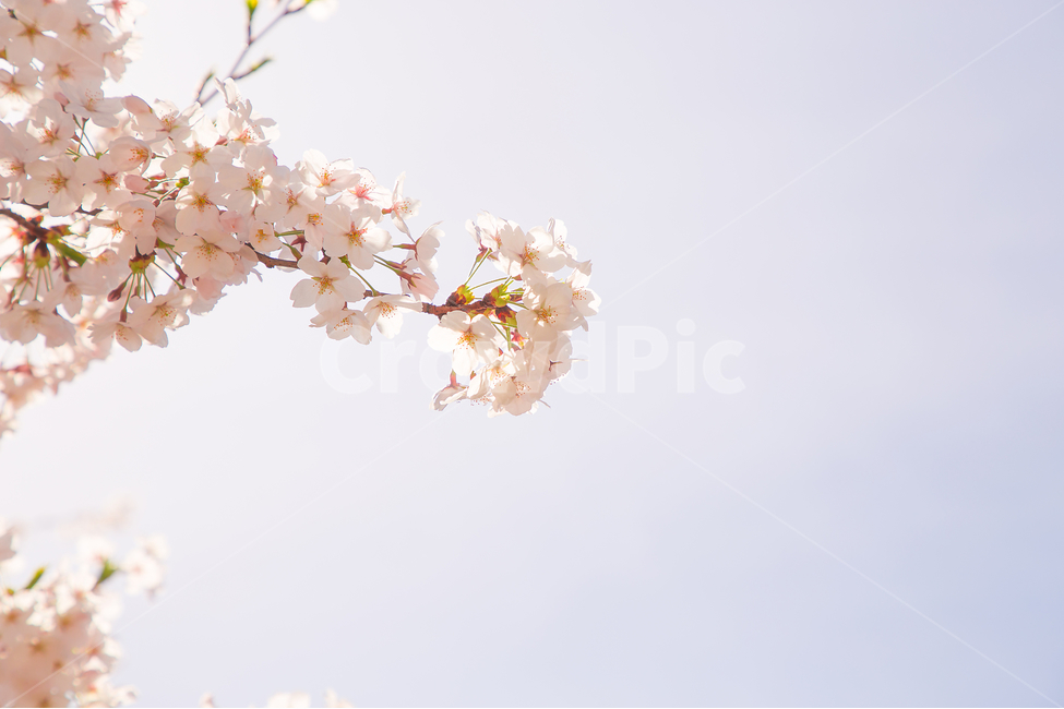 봄,벚꽃,꽃,봄꽃,감성사진,봄,계절,spring,season,식물,자연,plants,nature,꽃,flower,감성,sensible,feeling,plant
