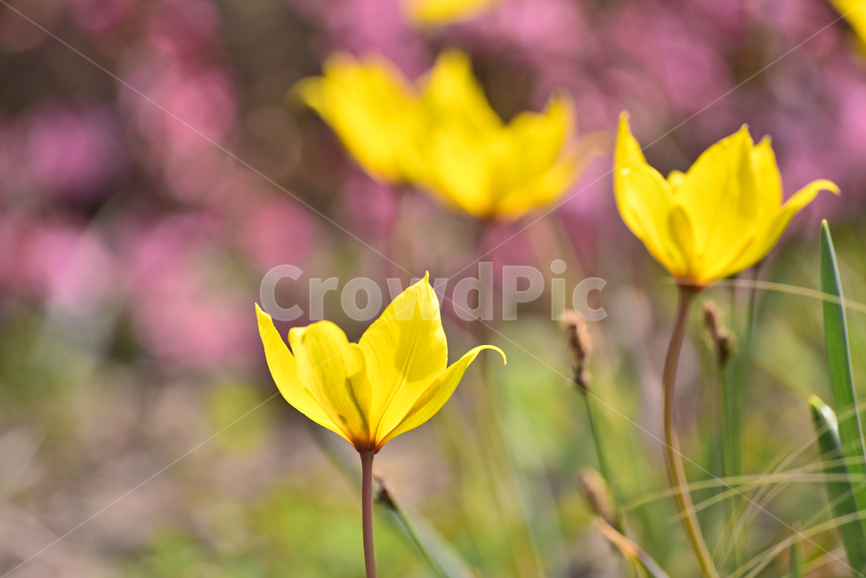 야생화,꽃,원예종,정원,화단,봄꽃,야외,옥외,아웃도어,springflowers,구근식물,노랑색,blossom,flowers,plant,식물,화초,시즌,계절,접사,마크로,근접촬영,클로즈업