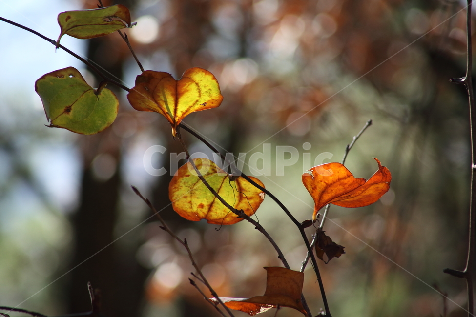 단풍,잎,식물,가을,redleaves,가을,계절,fall,autumn,season,plant,leaf,veins,정맥