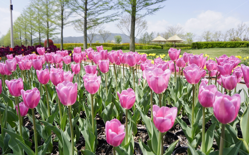 꽃,튤립,식물,자연,flower,tulip,plants,nature,꽃밭,식물,자연,plants,nature,꽃,flower