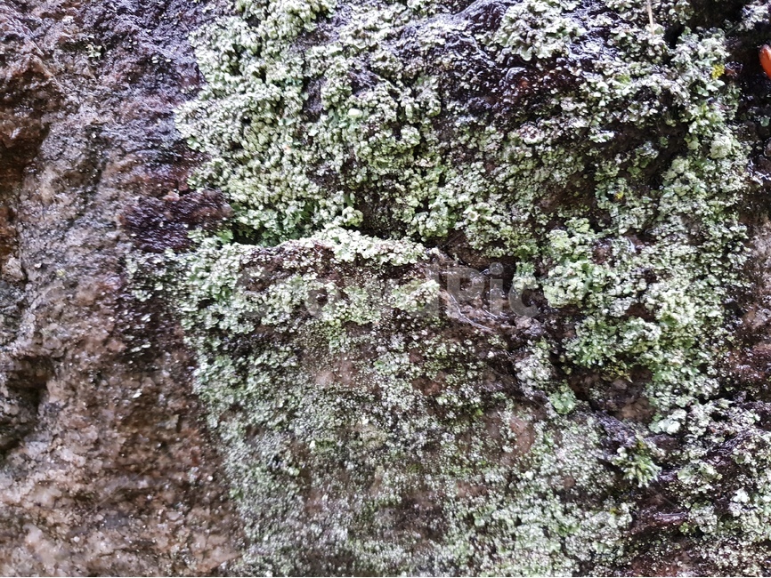 이끼,자연,식물,바위,배경,moss,nature,flora,rock,background,자연,풍경,nature,landscape,plant