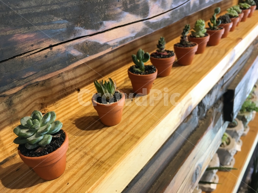 mini,flower pots,succulents,rows,cute,old materials,shelves,interior,props,arrangement,plants,wood,mini flower pots,organizing,Succulents