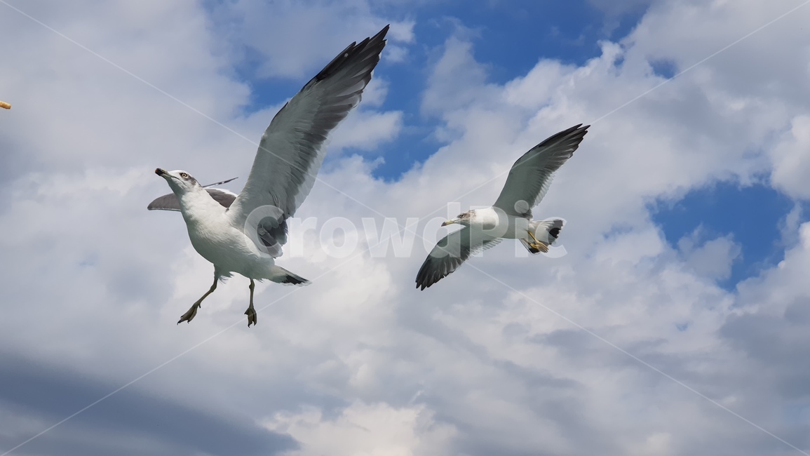 새,갈매기,하늘,조류,bird