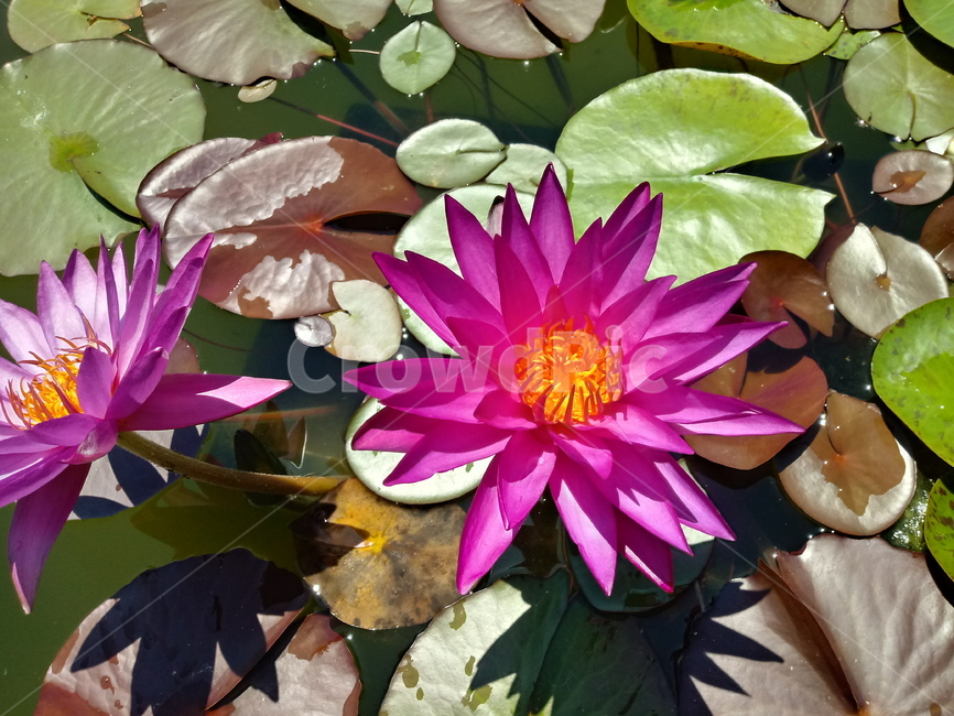수련,다년생초본식물,수생식물,이판화,쌍자엽식물,자우련,waterlily