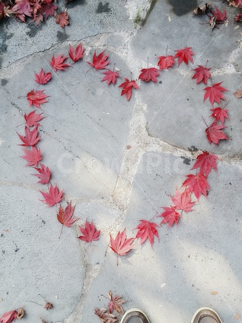 사랑,사람,연인,커플,청혼,가을,낙엽,가을,계절,fall,autumn,season,연인,커플,사랑,lover,couple,감정표현,기분,feeling,emotion,plant,식물,leaf,잎,blossom,꽃,flower,petal,꽃잎