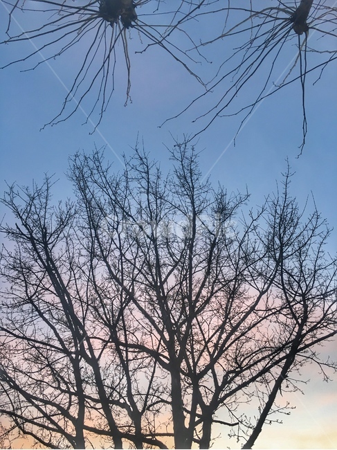 plant,식물,tree,나무,sunset,landscape,sky,cherryblossom,식물,자연,plants,nature,나무,trees,wood