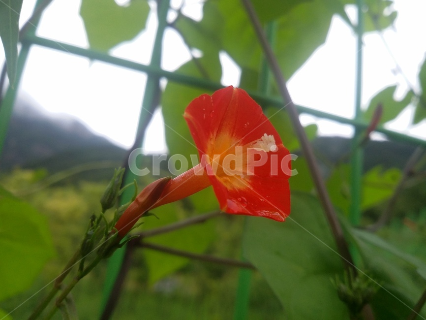 식물,plant,꽃,flower,자연,식물,자연,plants,nature