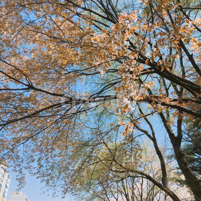 벚꽃,벚꽃나무,벚나무,cherryblossoms,나무,하늘,tree,sky,blossoms