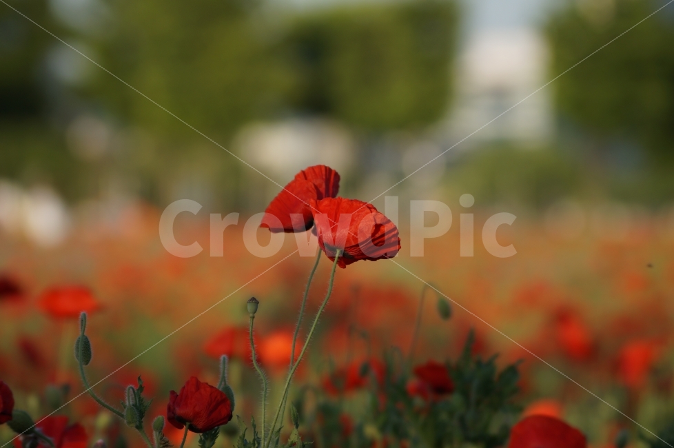 봄꽃,봄꽃축제,야생화,태화강,꽃사진,양귀비,식물,자연,plants,nature,꽃,flower