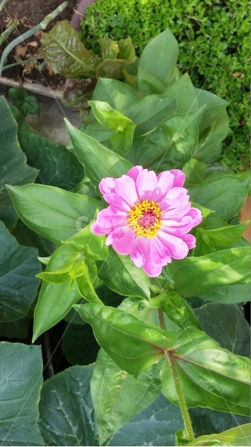 백일홍,백일초,멕시코원산지꽃,여름꽃,관상용꽃