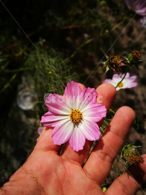 코스모스,꽃,손,패턴,달력,가을,계절,fall,autumn,season,식물,자연,plants,nature,꽃,flower,사람,인물,인간,human,person,신체일부,몸,body,plant