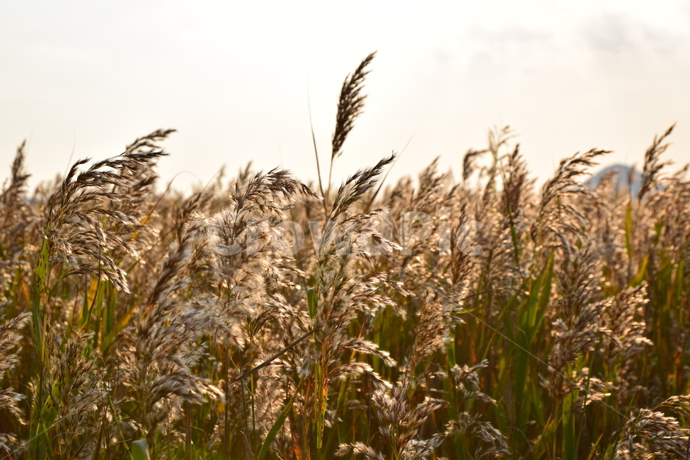 순천만,갈대,갈대숲,일몰,순천,가을,계절,fall,autumn,season,plant,식물,grass,잔디