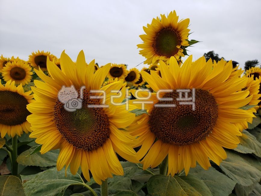 해바라기,해바라기꽃,해바라기농장,해바라기꽃밭,꽃,flower,sunflower,sunflowerfield,sunflowerfarm