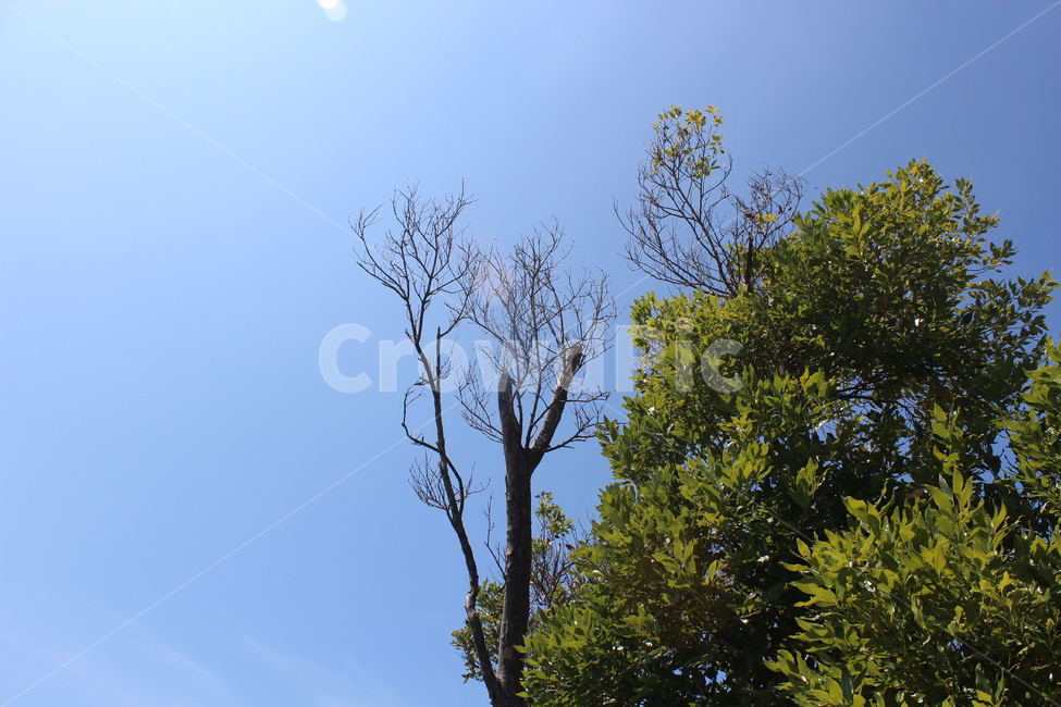 나들이,하늘,나무,자연,여유,초록,하늘색,자연,풍경,nature,landscape,tree,plant,식물