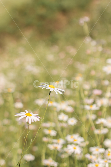 구절초,꽃,데이지,식물,flower,plant,식물,자연,plants,nature