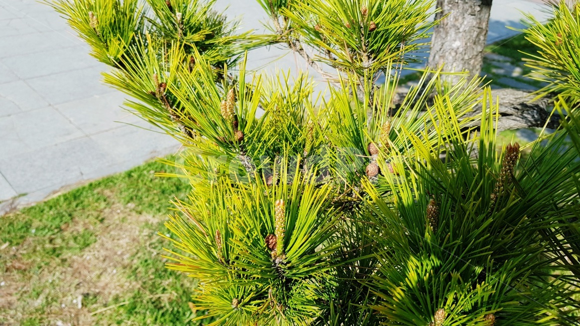 소나무,솔방울,사철나무,침엽수,봉오리,식물,자연,plants,nature