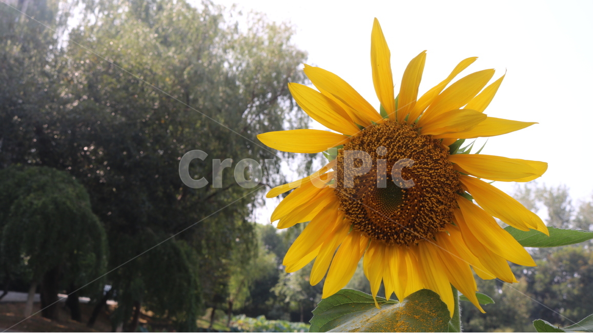 sunflower,꽃,해바라기,sunshine,sun,shine,flower