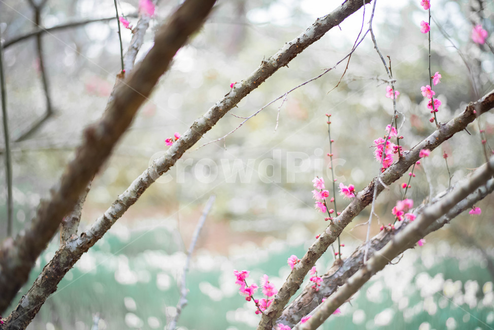 홍매화,수선화,꽃,식물,매화나무,식물,자연,plants,nature,꽃,flower