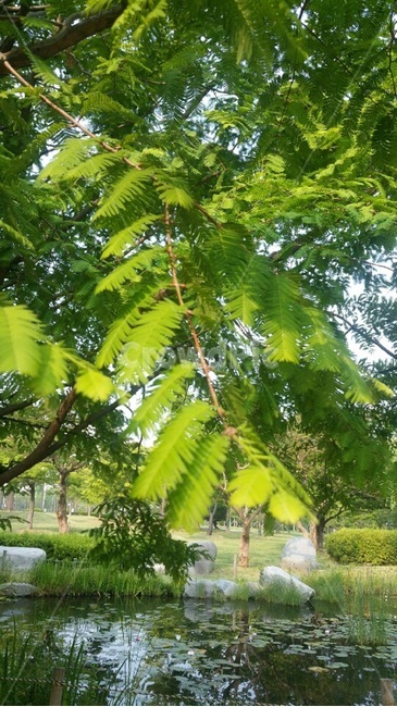 산책,공원,녹색,잎,나무