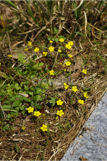 양지꽃,꽃,flower,식물,풀,노란색,작은꽃,식물,자연,plants,nature,꽃,flower