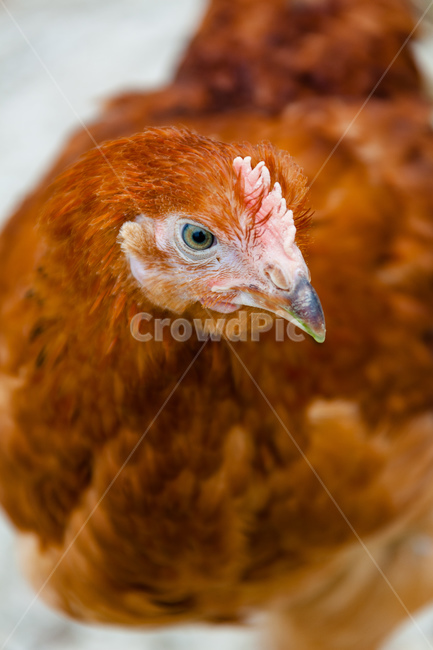 동물,부리,암탉,깃털,닭,동물,animal,조류,새,birds