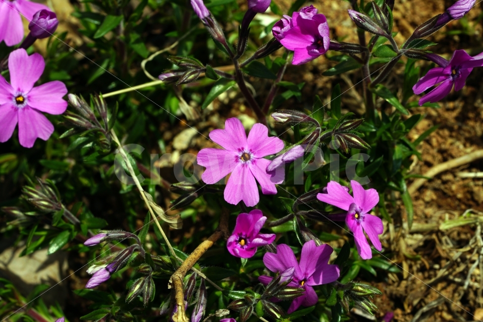 봄,꽃,플라워,flower,자연,풍경,경치,식물,이파리,spring,산뜻,따뜻,지면패랭이,접사,macro,클로즈업,closeup,tree,숲,숲속,산림,삼림,조경,plants,봄꽃,감성,힐링,landscape,식물,자연,plants,nature,꽃,flower