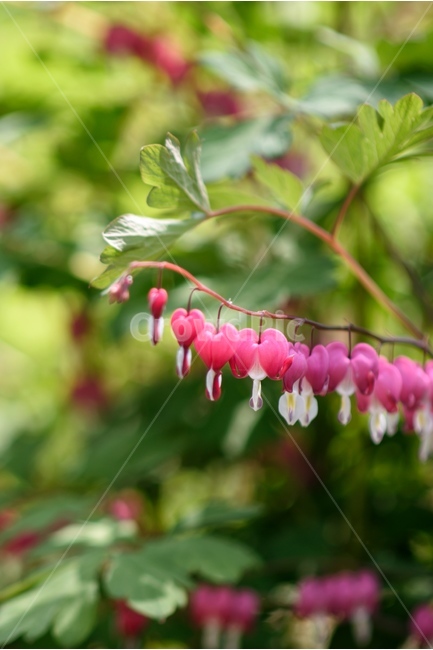꽃,자연,식물,야생화,금낭화,식물,자연,plants,nature,꽃,flower