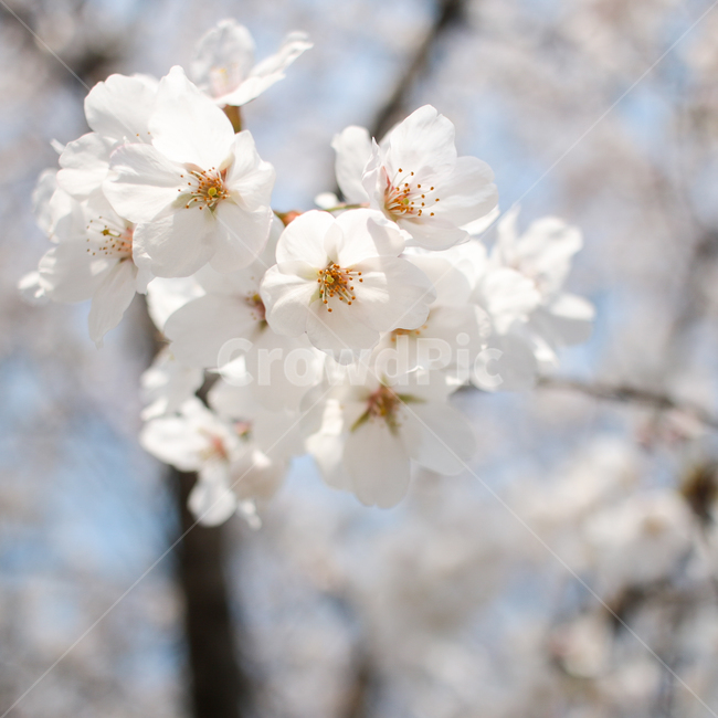 꽃,벚꽃,봄,플라워,흰꽃,blossom,flower,식물,plant