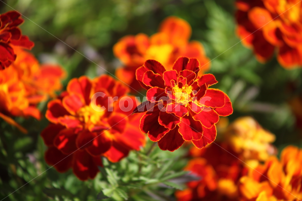 메리골드,꽃,식물,marigold,국화과,만수국,식물,자연,plants,nature,꽃,flower