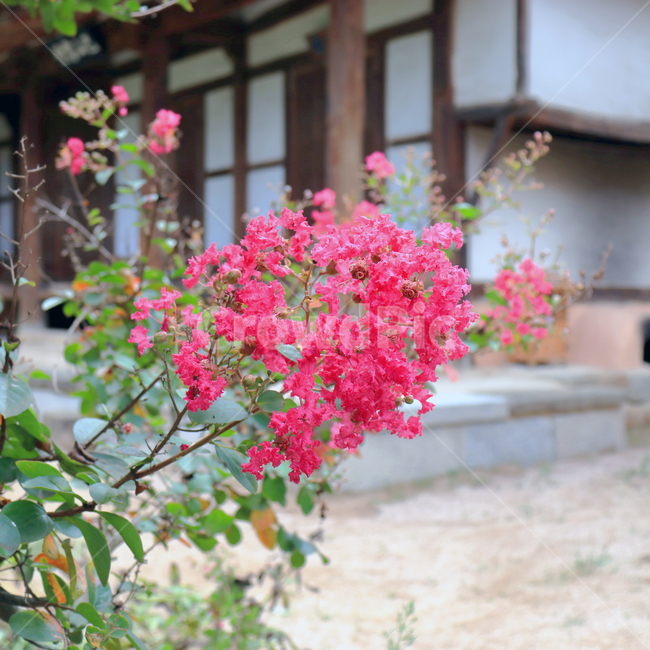 plant,식물,꽃,한옥,풍경,하엽정,삼가현,식물,자연,plants,nature,꽃,flower