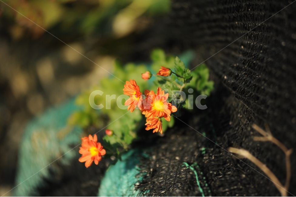 국화,가을국화,꽃,가을꽃,풍경,식물,가을,식물,자연,plants,nature,꽃,flower