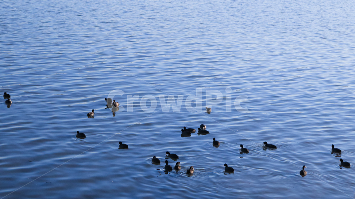 강릉,강,오리,동물,색감,청량,푸른,자연,동물,animal,조류,새,birds