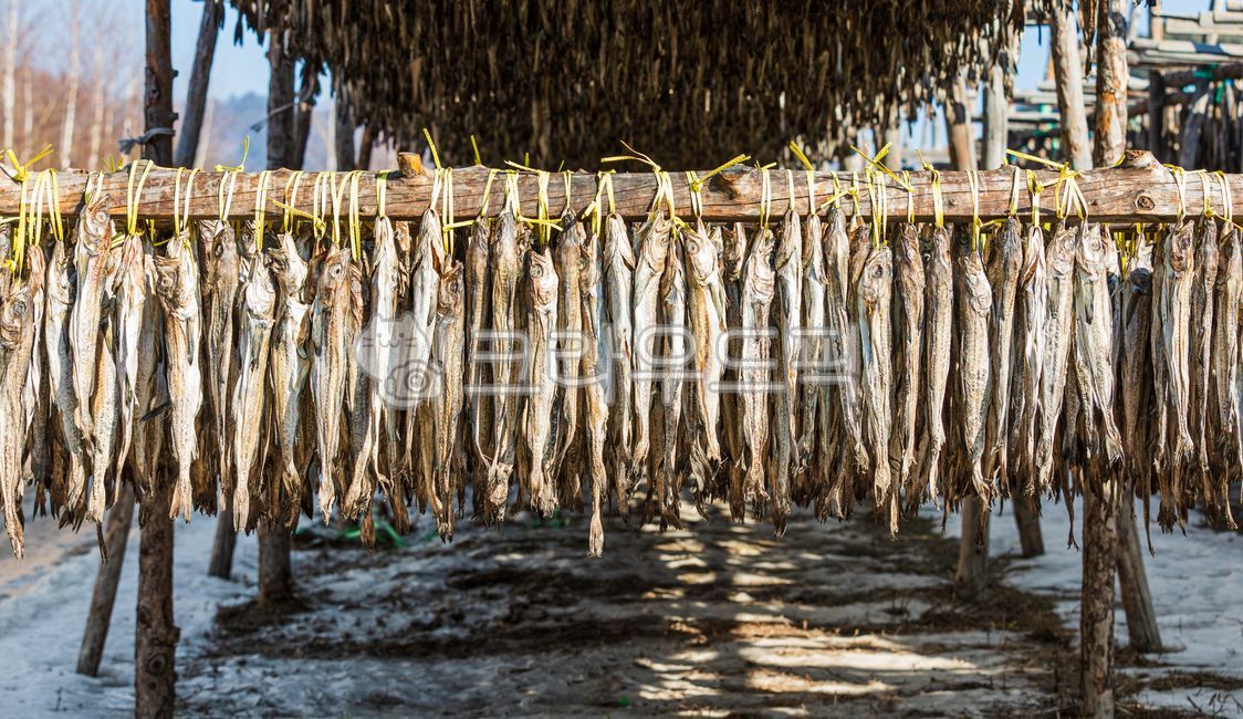 황태덕장,겨울바람,겨울,바람,말린,명태,황태,덕장,강원도,추운,날씨,말린거,말리는,건어물,황태포,황태포무침,황태국,황태찜,황태불고기,황태채,고단백,단백질,겨울식품,식품,대구과,생선,물고기,북태평양,야외,따뜻한,햇살,winter,wind,dried,pollack,cold,protein,winterfood,food,gadidae,fish,outdoor,weather,warm,sunlight,driedpollack,theragrachalcogramma,alaskapollock,walleyepollock,gaduschalcogrammus