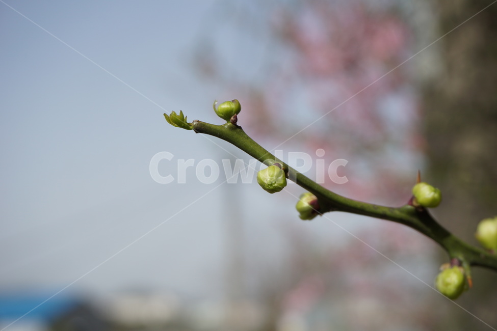 봄,4월,탱자나무,새순,하늘,녹색,연두색,파란색,봄,계절,spring,season,식물,자연,plants,nature,sprout,새싹,bud,싹,flower,꽃,plant,blossom