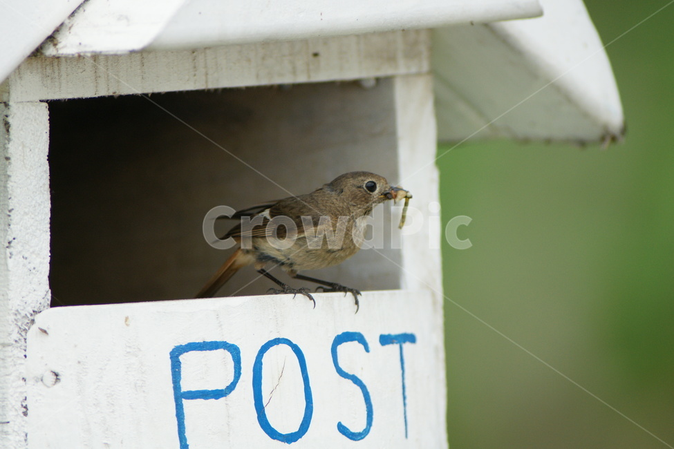 딱새,육추,둥지,조류,새,동물,animal,조류,새,birds