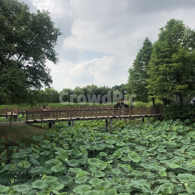 plant,식물,flower,lily,blossom,꽃,풍경,연꽃,배경화면,자연,배경사진,자연,풍경,nature,landscape,백합