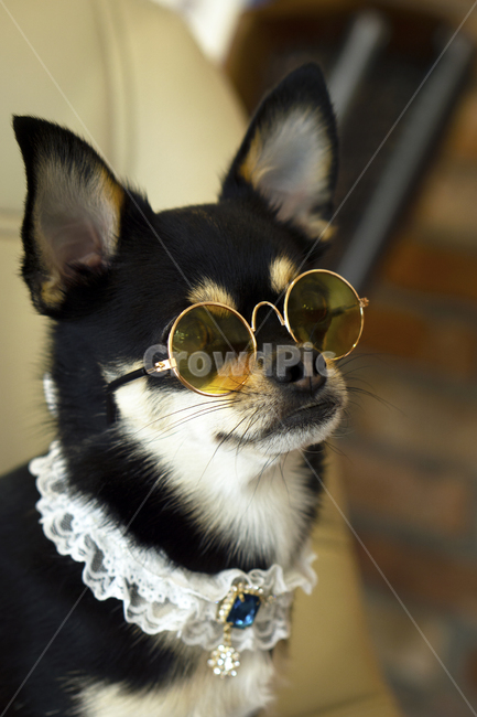 강아지,선글라스,안경,목걸이,개,치와와,단모치와와,반려동물,반려견,dog,sunglasses,glasses,necklace,puppy,chihuahua,pet,동물,animal,포유류,mammal,개,강아지,dog,doggy
